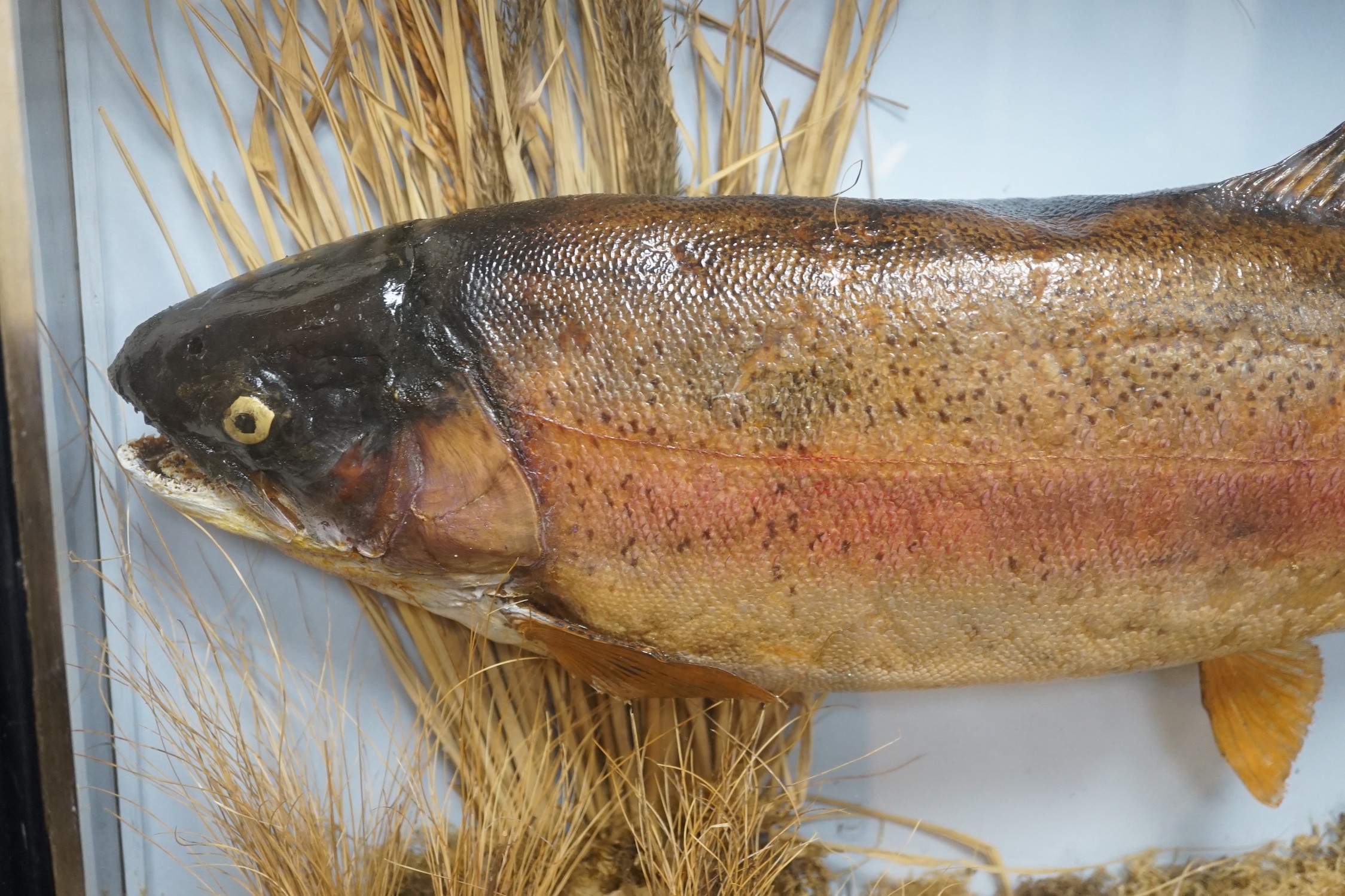 A cased taxidermic trout in glazed case, label reads ‘TROUT 9lbs 4oz. Bala Lake Oct 12th 1941’ case 69cm long, height 46cm